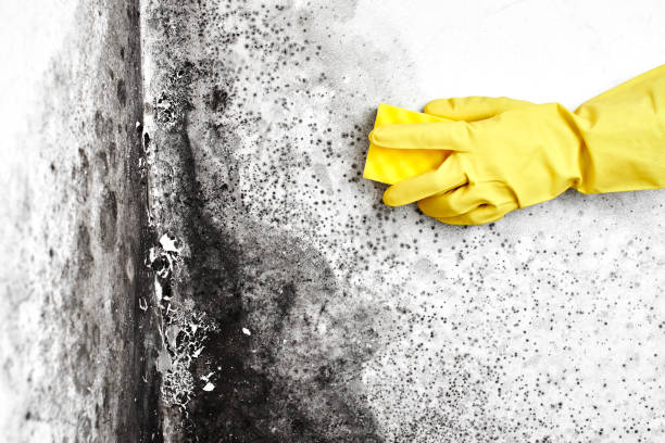 Best Emergency Mold Remediation in Canton, OH