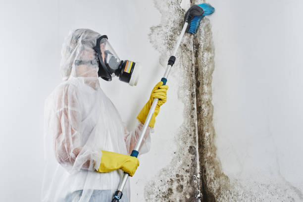 Best Mold Testing and Inspection Services in Canton, OH