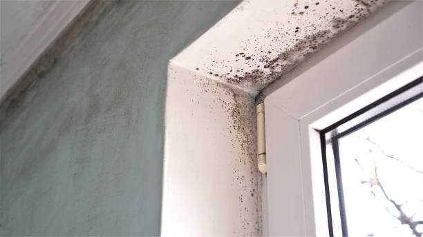 Best Insurance-Related Mold Remediation in Canton, OH