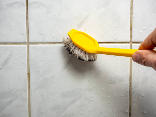 Best Preventive Mold Services in Canton, OH