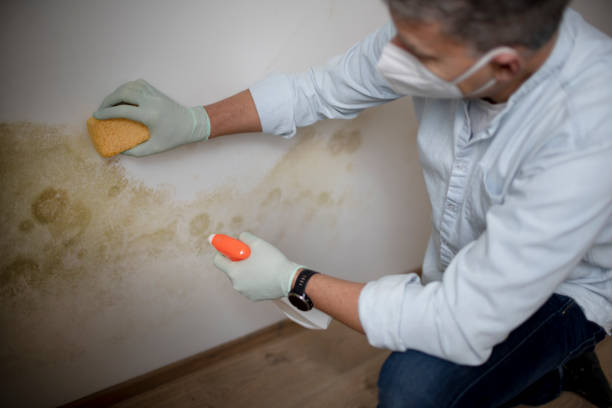 Best DIY Mold Remediation Support Services in Canton, OH